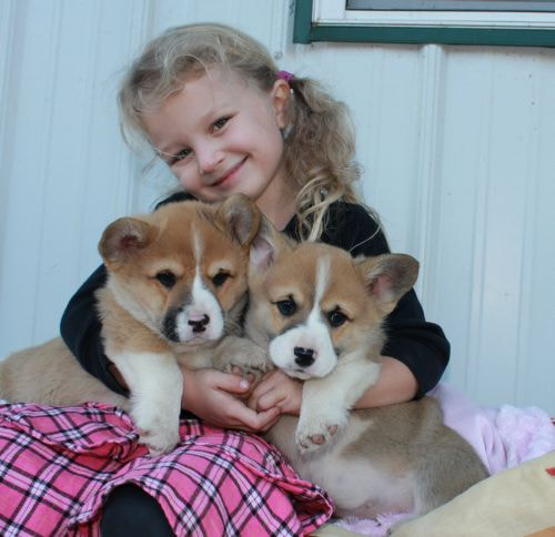 Monte Cristo Pembroke Welsh Corgi Puppies For Sale Michigan 