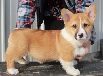 Monte Cristo Pembroke Welsh Corgi Puppies For Sale ...