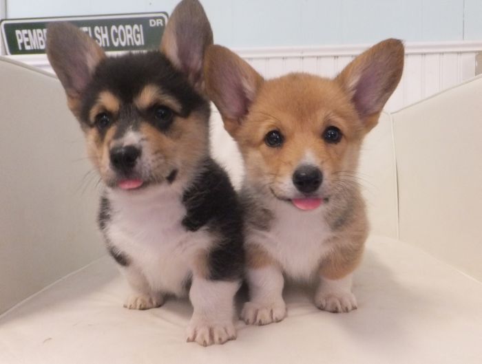 Monte Cristo Pembroke Welsh Corgi Puppies For Sale ...