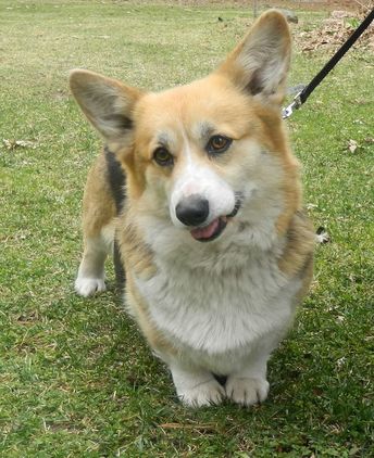 DeKunst Pembroke Welsh Corgi Adult Dogs | Breeding Stock Michigan ...